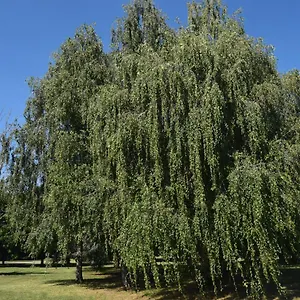 Apartamento Al Salice Tranquillita Nel Verde Via Amendola 24